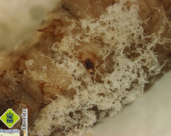 Nematodos Entomopatogenos - Entomopathogenic nematodes - Nematodos entomopatoxenos >> Galleria melonella con Steinernema.jpg